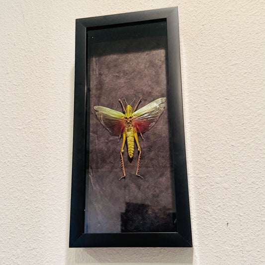 Chondracris rosea Grasshopper Fairy Insect Shadowbox Art Black