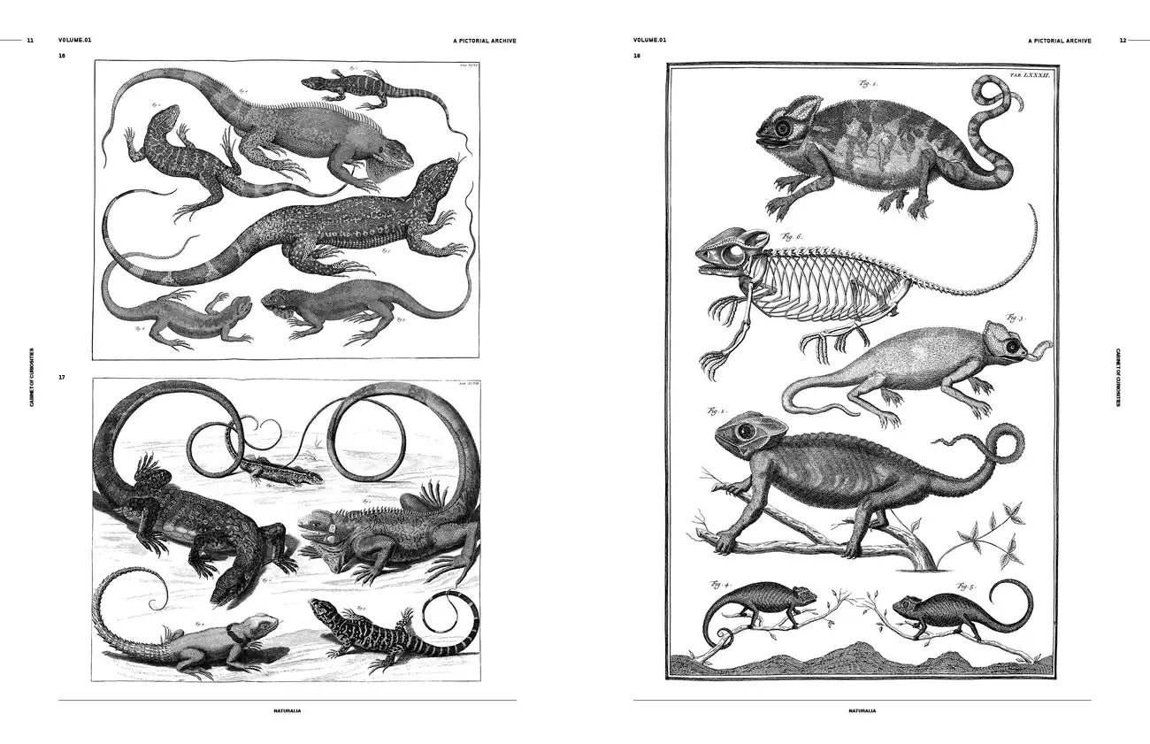 Cabinet of Curiosities: An Image Archive