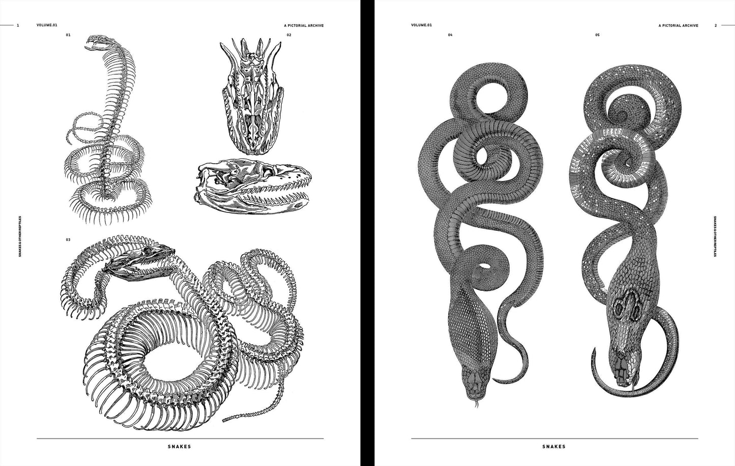 Snakes & Other Reptiles, an Image Archive