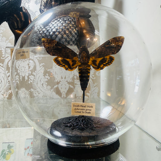 LTD Death Head Moth Acherontia genus Specimen In Glass Dome Black Base