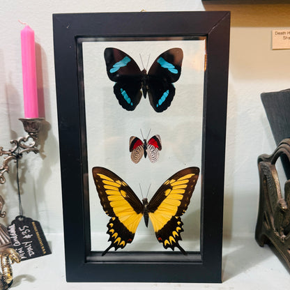 3 Butterfies In Double Glass Frame Black