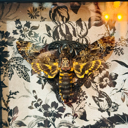 Death Head Moth Acherontia genus Shadowbox Art B&W Background