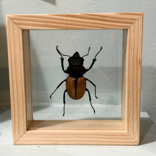 Framed Single Beetle Odontolabis mouhotii elegans