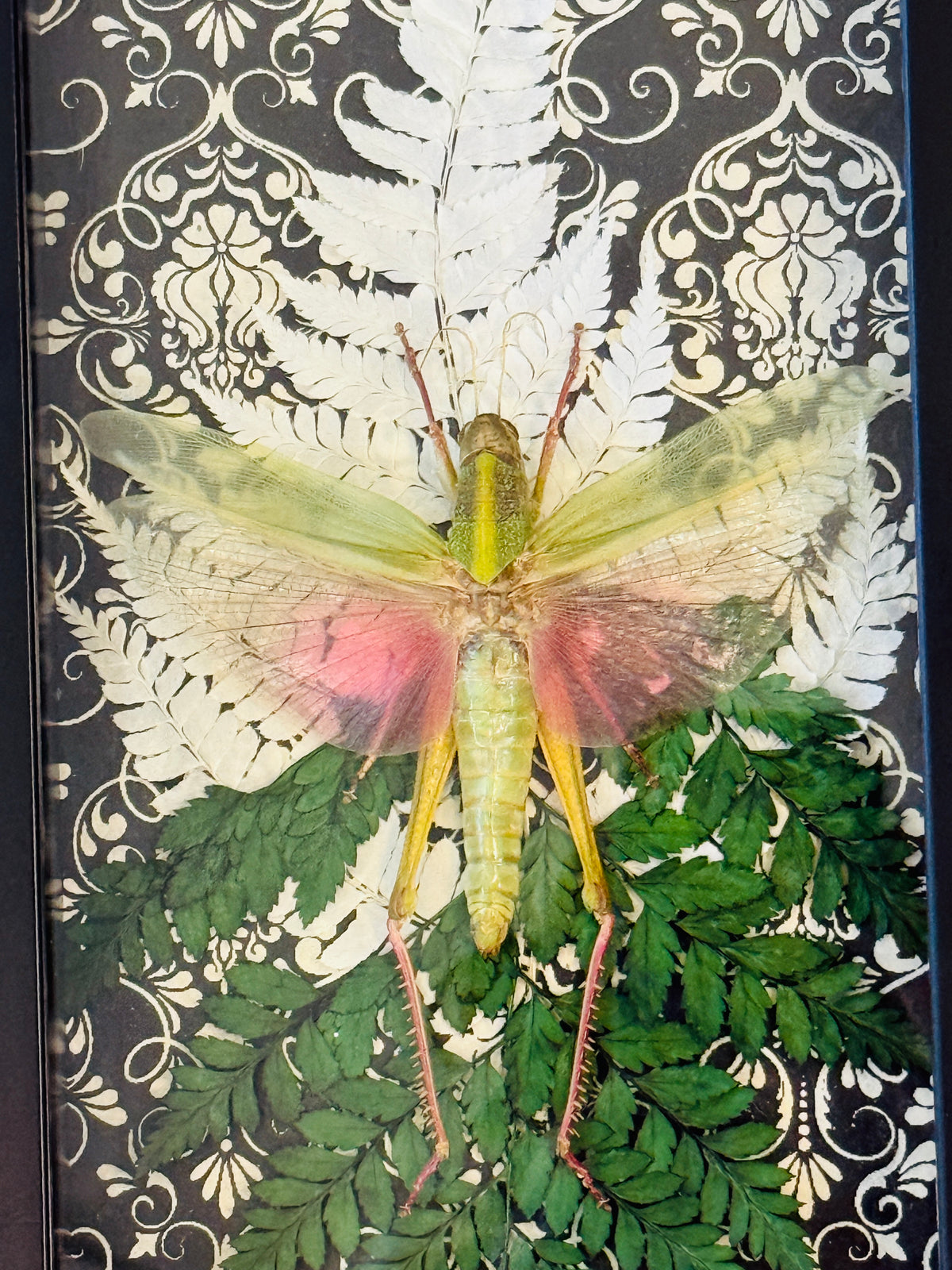 LTD Chondracris rosea Grasshopper Fairy Insect Shadowbox Art Black Damask Fern Background