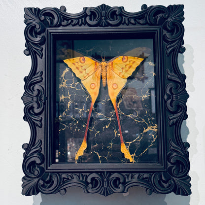 LTD Comet Moth Shadowbox Art Black & Gold Background