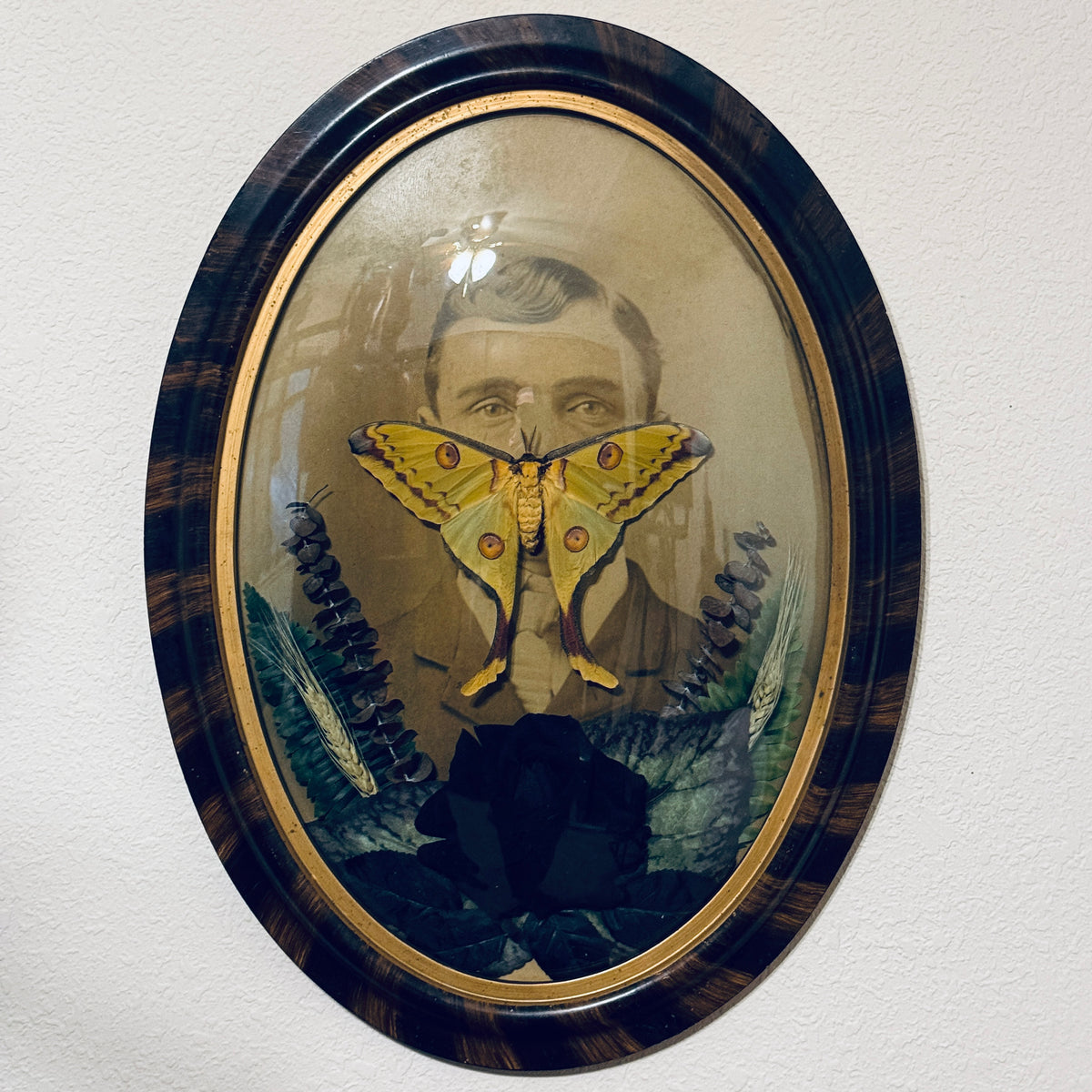 Veiled Curiosities { Lucien } Tiger Stripe Convex Frame Comet Moth