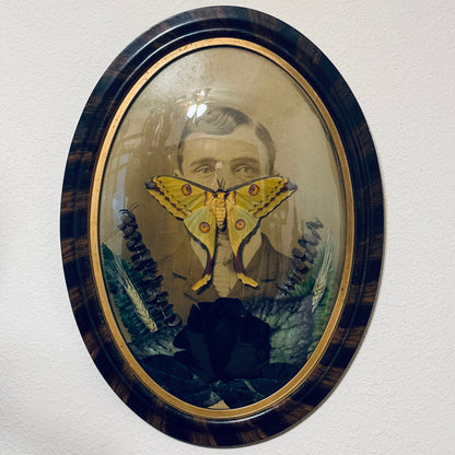 Veiled Curiosities { Lucien } Tiger Stripe Convex Frame Comet Moth