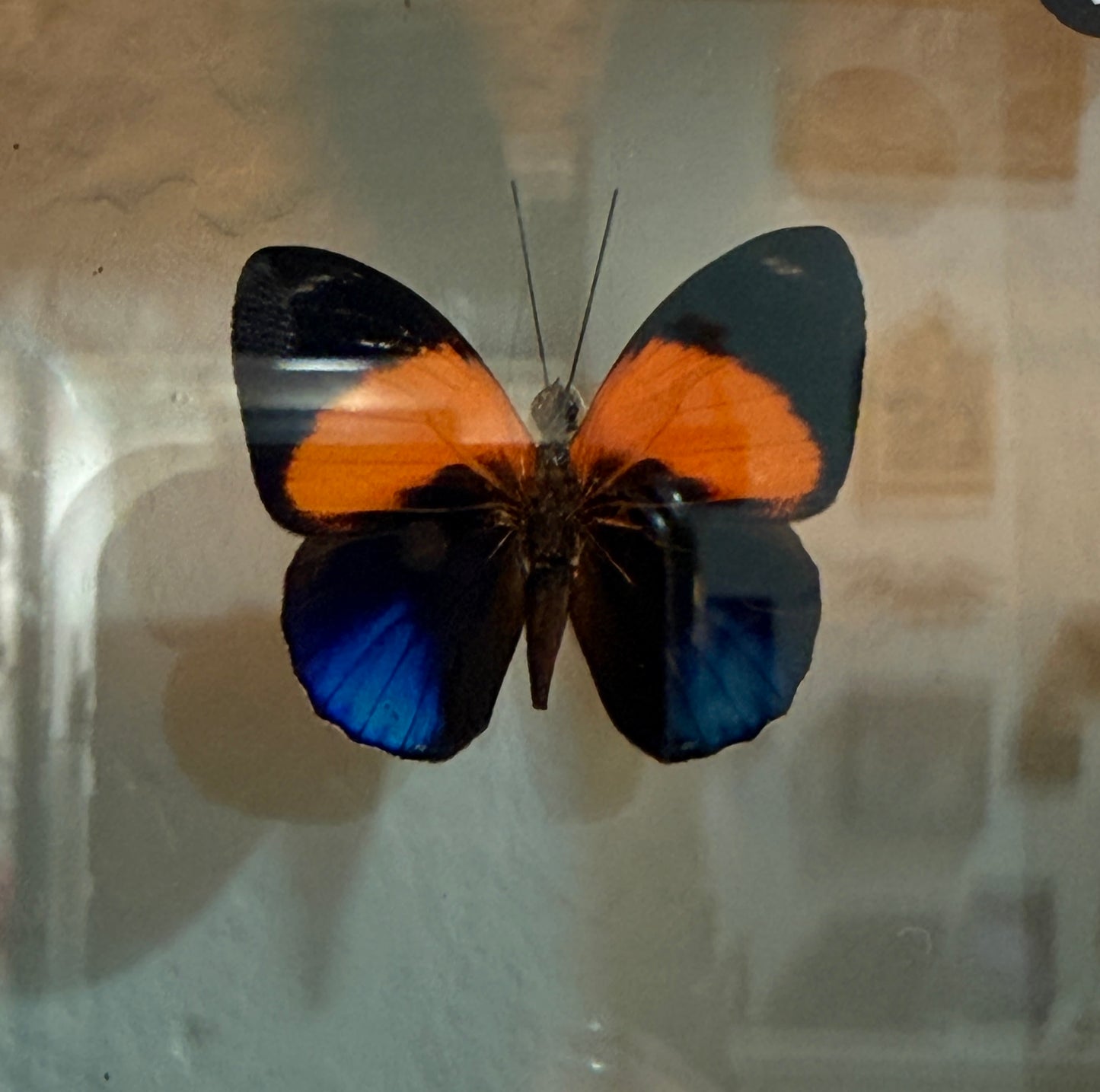 Asterope Markii Framed Single Butterfly
