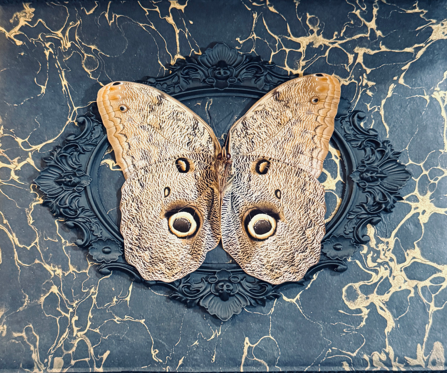 LTD Owl Moth Gold Marble Black Frame
