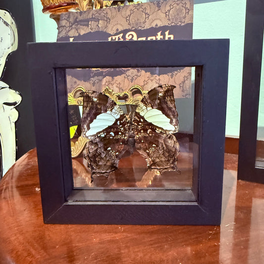 Framed Single Butterfly Hypna Clytemnestra