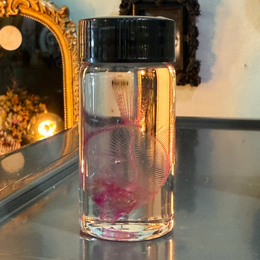 Diaphonized Angel Fish Specimen
