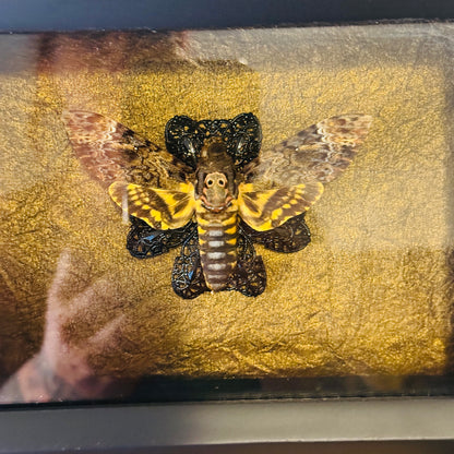 LTD Death Head Moth Acherontia genus Shadowbox Art Bronze Background