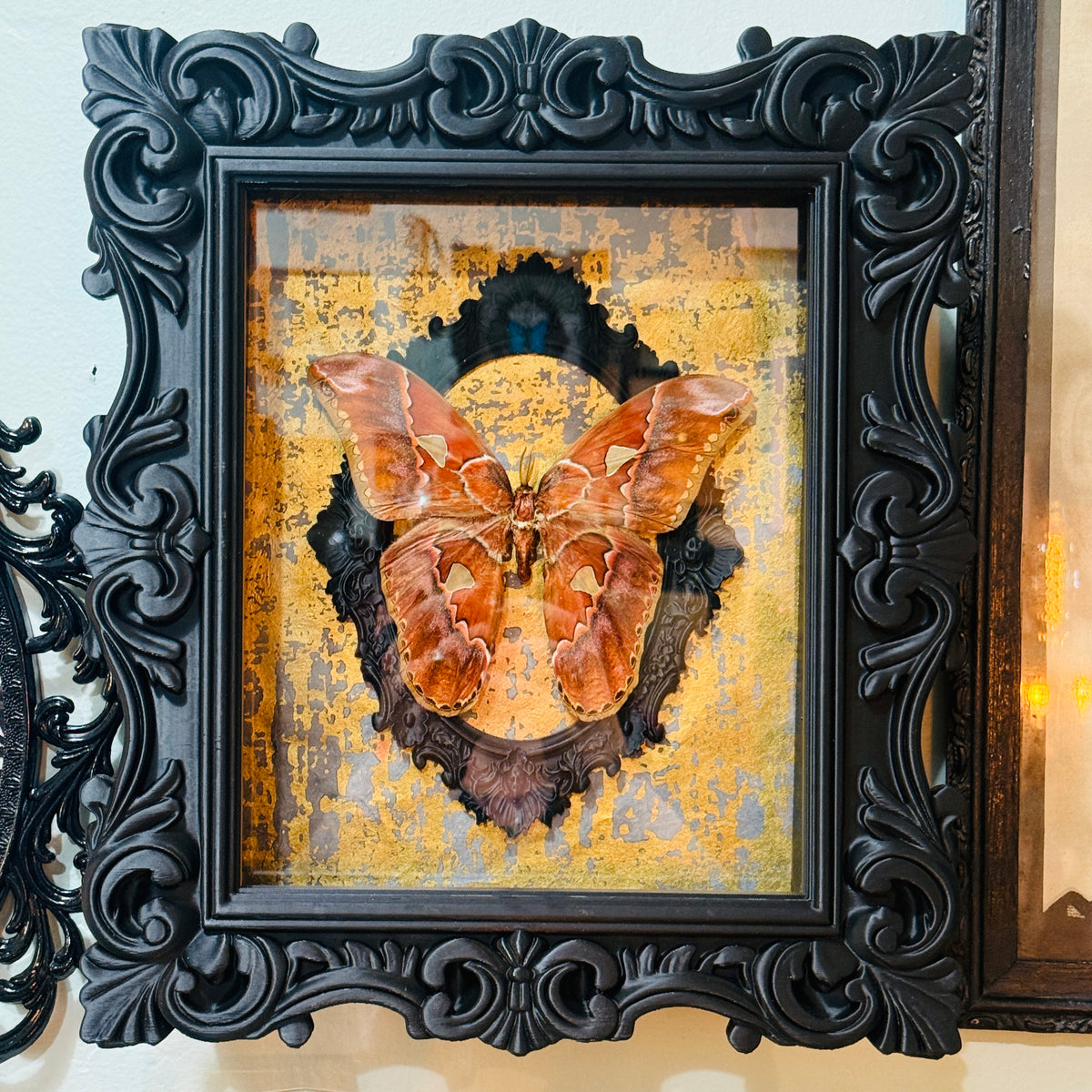 Atlas Moth Shadowbox Art Metallic Gold Background