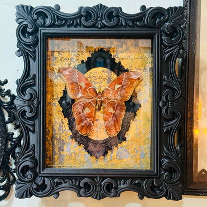 Atlas Moth Shadowbox Art Metallic Gold Background