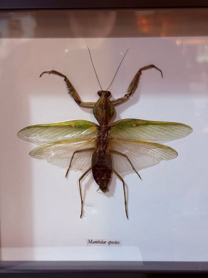 Praying Mantis Shadowbox Black Frame