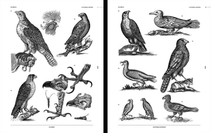 Birds Reference Book, an Image Archive for Artists