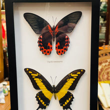 Load image into Gallery viewer, Four Butterfly Red, Yellow, Green Blue Swallowtail Specimens Framed
