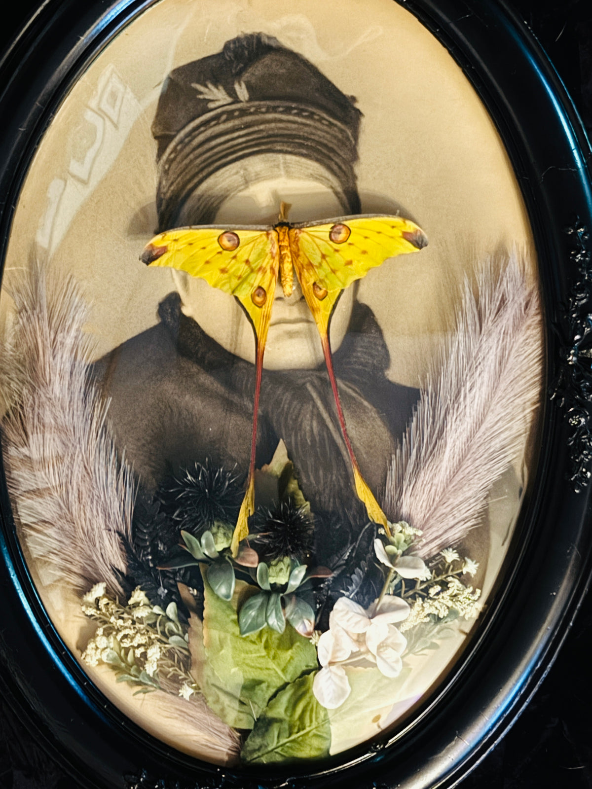 Veiled Curiosities { Minerva } Male Comet Moth Black Victorian Frame