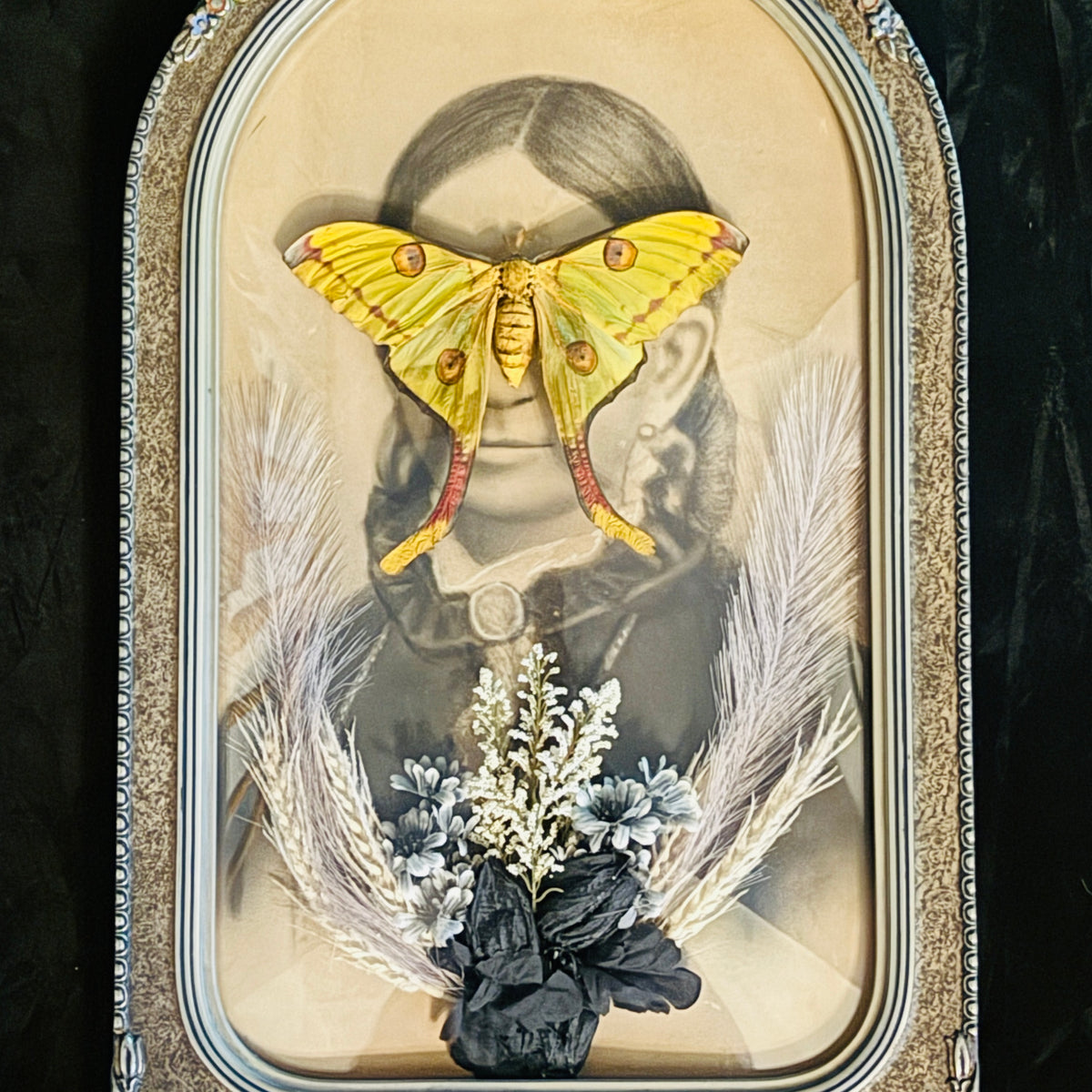 Veiled Curiosities { Evangeline } Argema Mittrei Marbled Deco Edges Victorian Frame