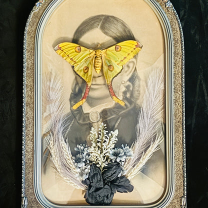 Veiled Curiosities { Evangeline } Argema Mittrei Marbled Deco Edges Victorian Frame