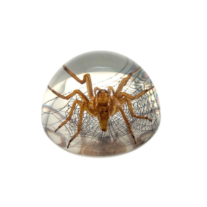 Scorpion or Spider in Half Dome Lucite