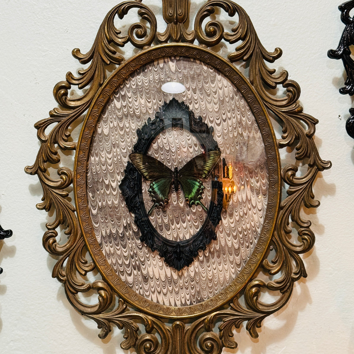 LTD Antique Brass Filigree Framed Black Alpine Swallowtail Butterfly on Gray Swirl Victorian  Background