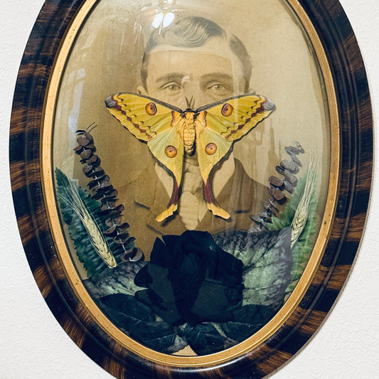 Veiled Curiosities { Lucien } Tiger Stripe Convex Frame Comet Moth