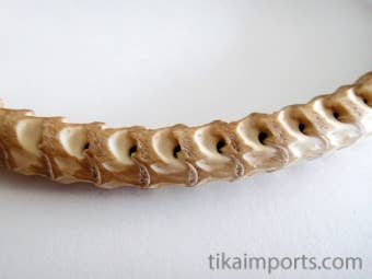 Snake Vertebrae Choker