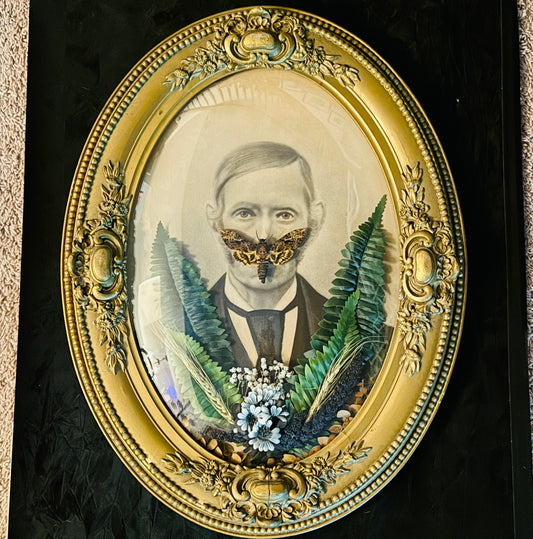 Veiled Curiosities { Sigfried } Death Head Hawkmoth Victorian Gold Frame