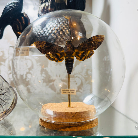 Death Head Moth Acherontia genus Specimen In Glass Dome