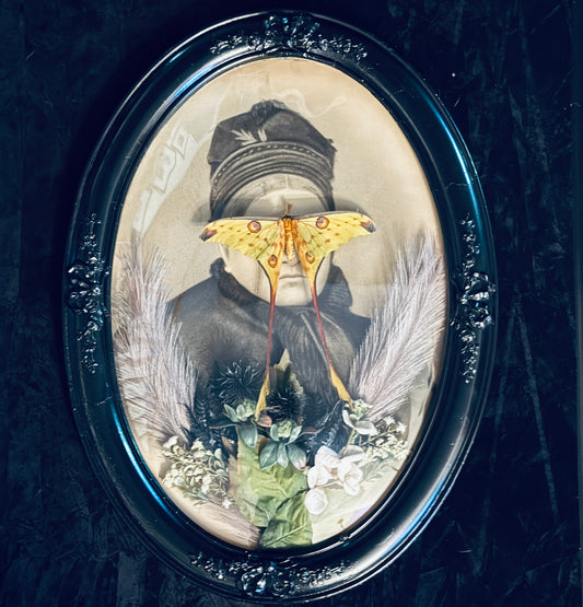 Veiled Curiosities { Minerva } Male Comet Moth Black Victorian Frame