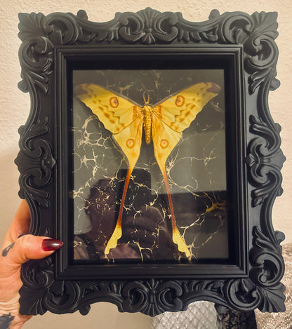 LTD Comet Moth Shadowbox Art Black & Gold Background