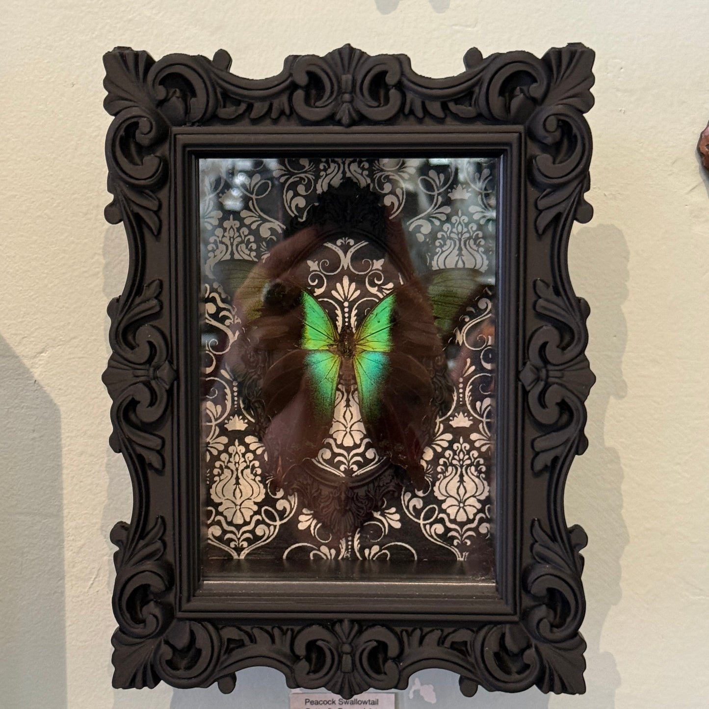 LTD Peacock Swallowtail Butterfly Shadowbox Art Black Damask Background