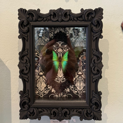 LTD Peacock Swallowtail Butterfly Shadowbox Art Black Damask Background