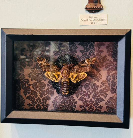 Death Head Moth Acherontia genus Shadowbox Art Damask Skull Background (Copy)