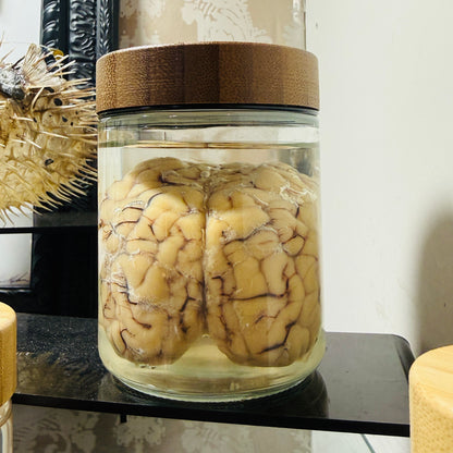 Sheep Brain Specimen in Jar