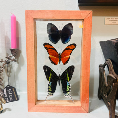 3 Butterfies In Double Glass Frame Natural
