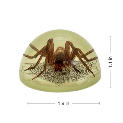 Scorpion or Spider in Half Dome Lucite Glow In Dark