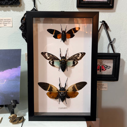 3 Cicada Specimens In Black Frame
