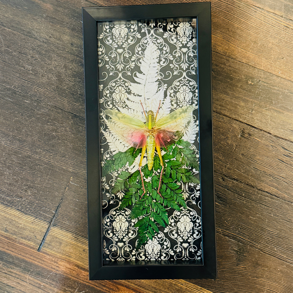 LTD Chondracris rosea Grasshopper Fairy Insect Shadowbox Art Black Damask Fern Background