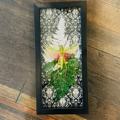 LTD Chondracris rosea Grasshopper Fairy Insect Shadowbox Art Black Damask Fern Background