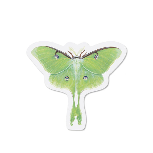 Luna Moth Sticker