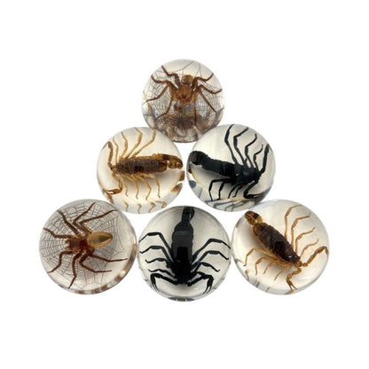 Scorpion or Spider in Half Dome Lucite