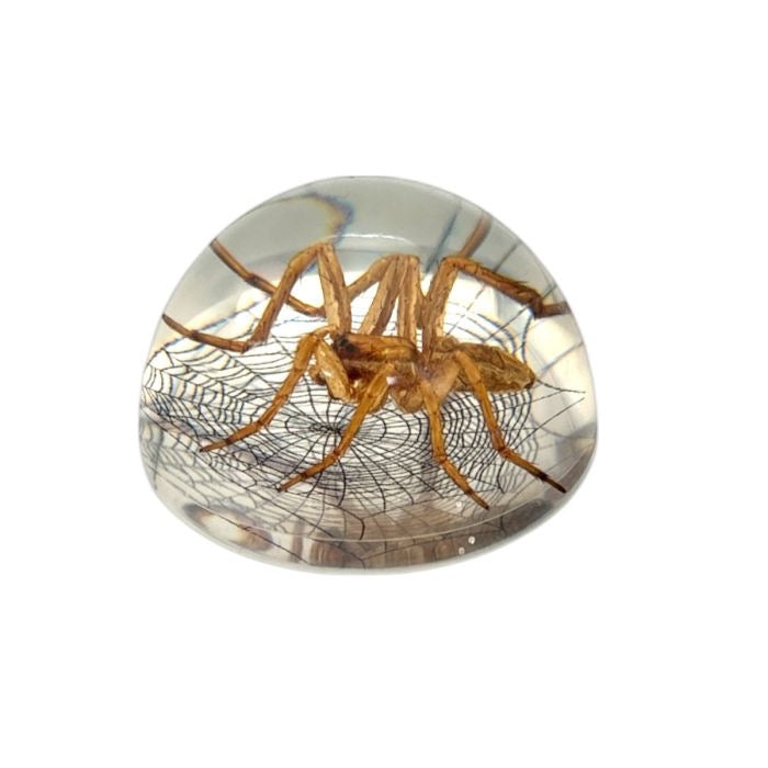 Scorpion or Spider in Half Dome Lucite