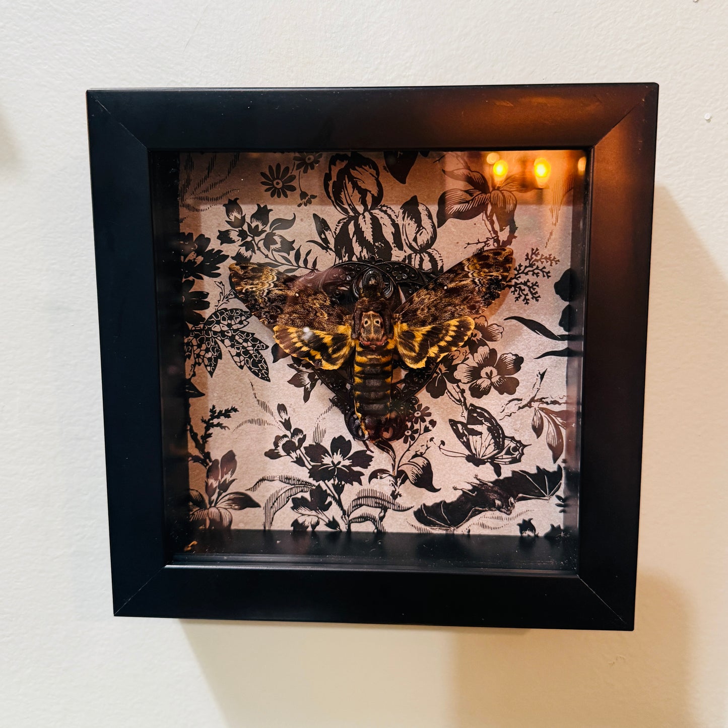 Death Head Moth Acherontia genus Shadowbox Art B&W Background