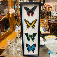 Load image into Gallery viewer, Four Butterfly Red, Yellow, Green Blue Swallowtail Specimens Framed
