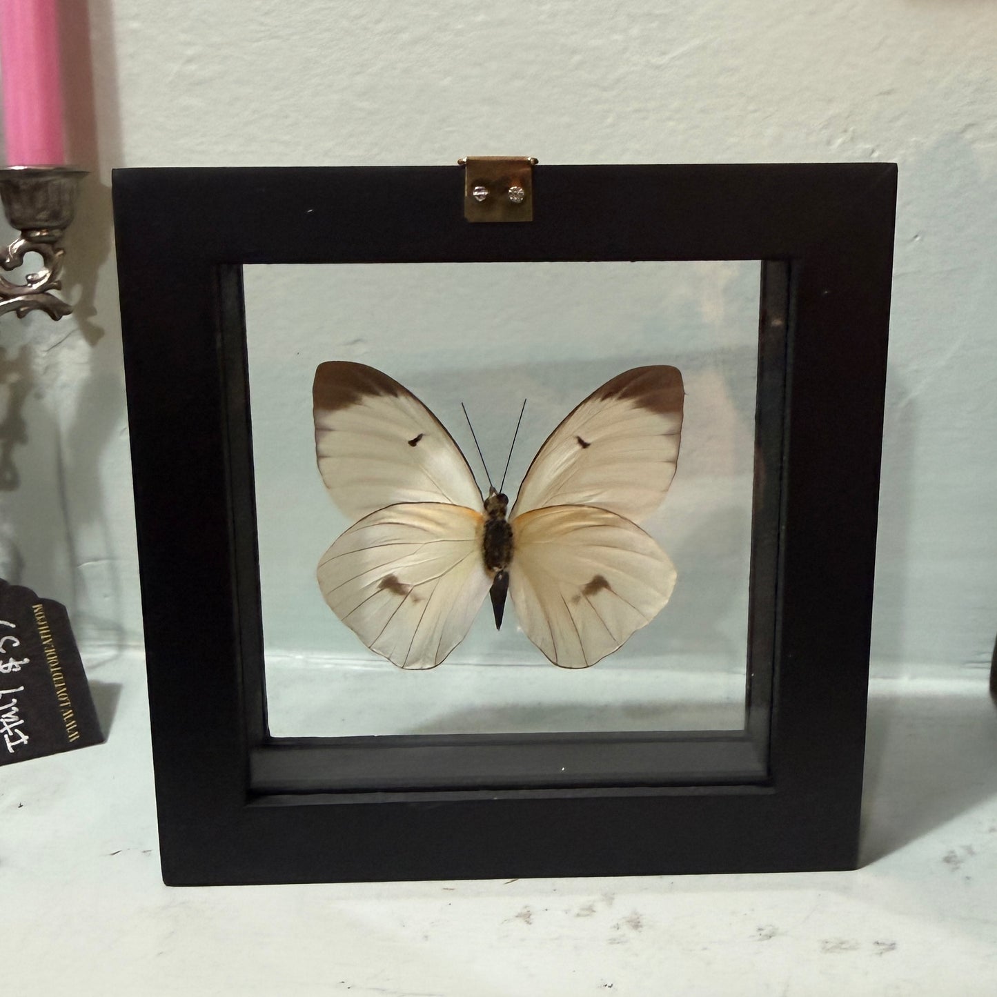 Framed Single Butterfly Ganyra Phaloe
