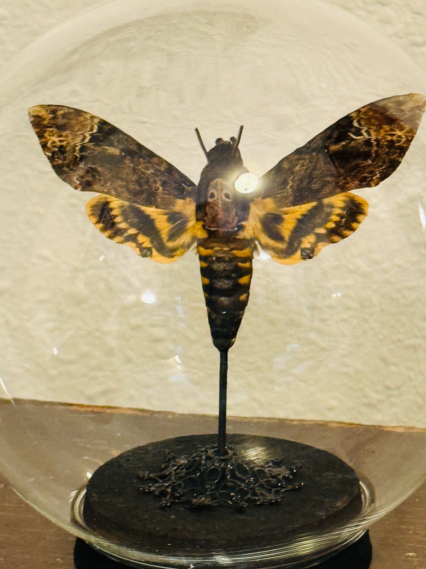 LTD Death Head Moth Acherontia genus Specimen In Glass Dome Black Base