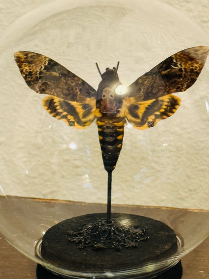 LTD Death Head Moth Acherontia genus Specimen In Glass Dome Black Base