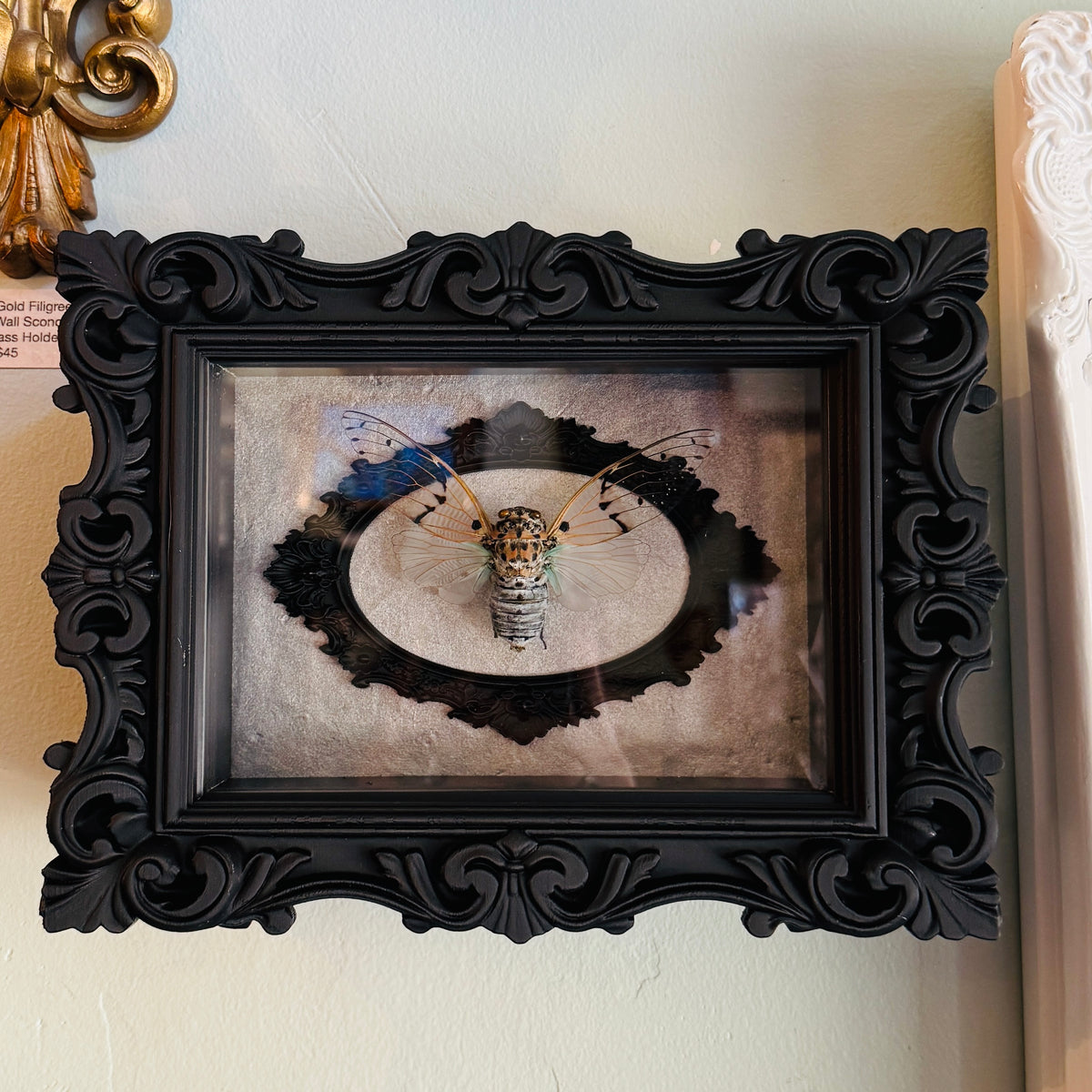 LTD Ghost Cicada Shadowbox Art Silver Background